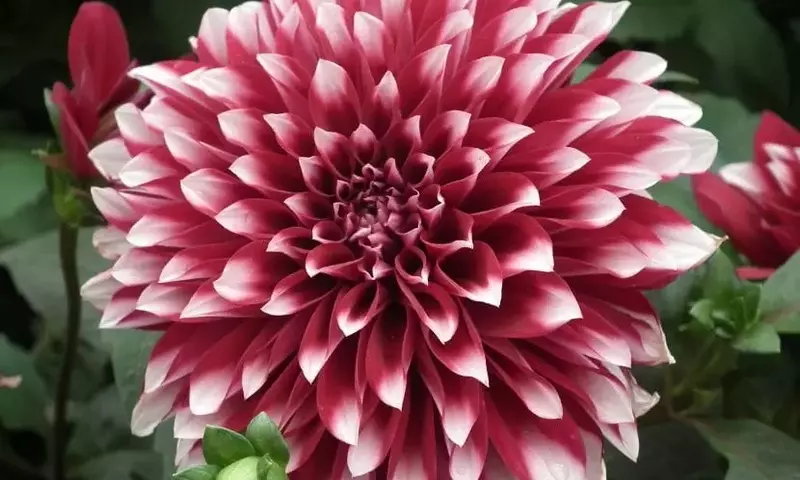Maximice la Floración de sus Dalias: Guía Esencial de Fertilización