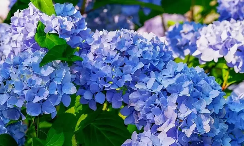 El Arte de Transformar el Color de las Hortensias: Una Guía Completa