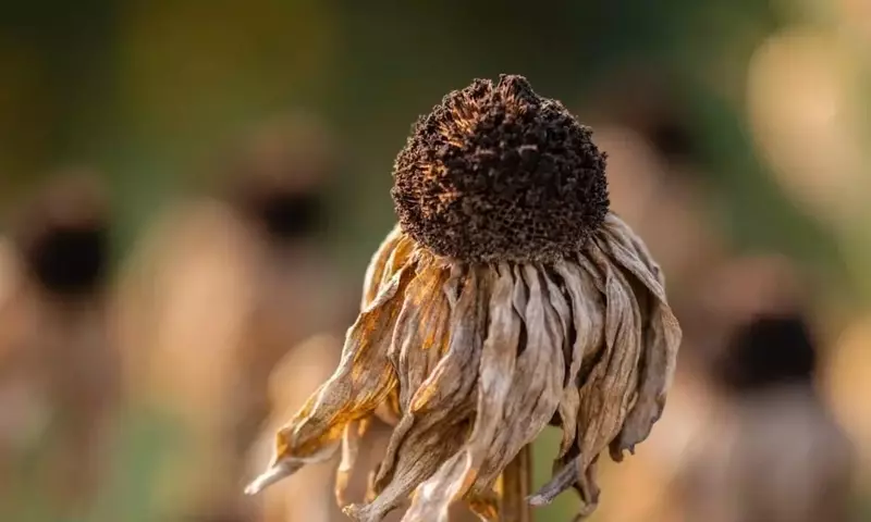 Impacto de los Cambios Climáticos en la Salud Vegetal