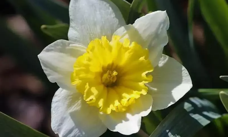 Guía Definitiva para el Cuidado de los Narcisos: Secretos para una Floración Espectacular
