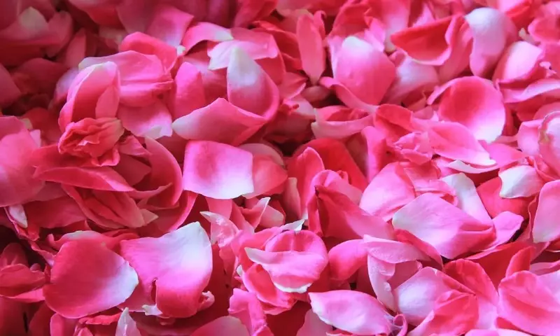 Técnicas Expertas para la Conservación Óptima de Pétalos de Rosa Frescos