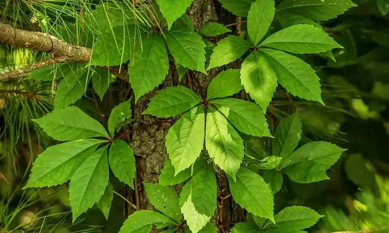 Descubre los Secretos del Cultivo y Cuidado de la Parra Virgen