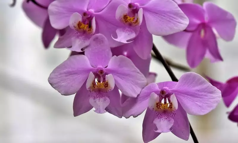 Consejos Esenciales para el Cuidado de Orquídeas Durante el Verano