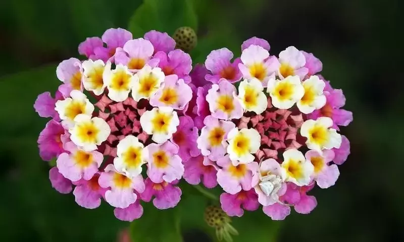 Cultivo y Propagación de la Lantana: Una Guía Esencial