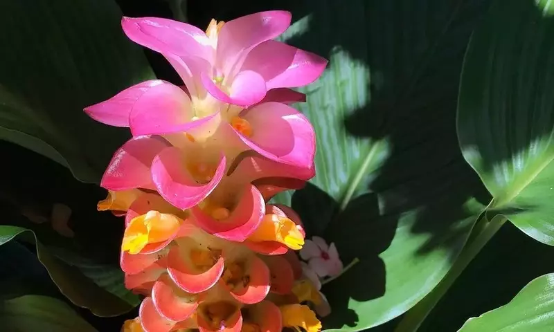 Descubre el Arte de Cultivar Cúrcuma Fresca en tu Hogar