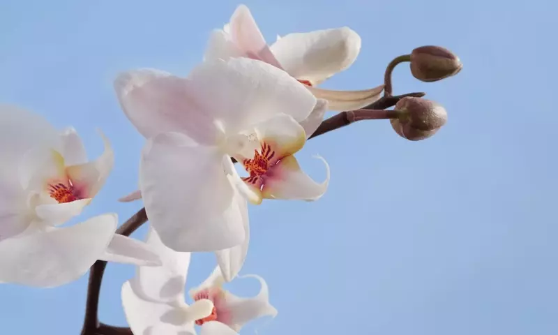 Manejo Esencial de Orquídeas Durante el Invierno
