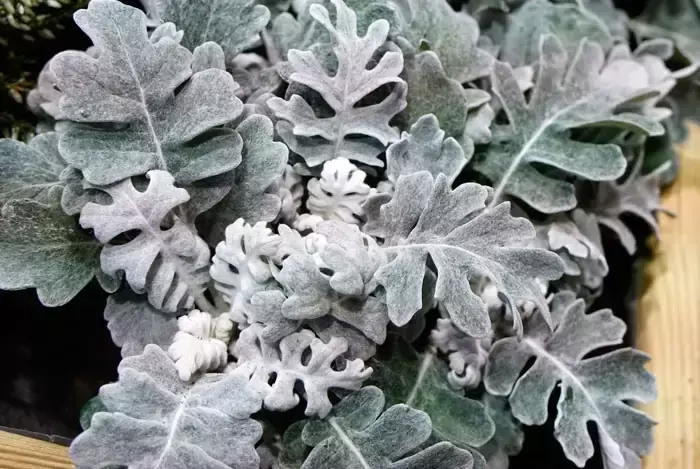 La Cineraria Marítima: Un Tesoro Plateado para tu Jardín