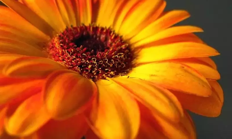 Guía Completa para el Cultivo y Cuidado de la Gerbera