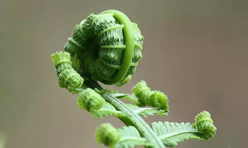 Guía Completa para el Cultivo y Propagación de Helechos