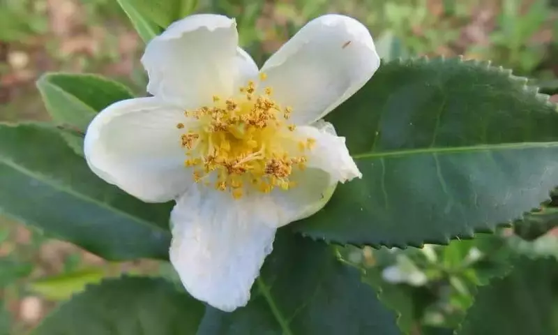 Guía Definitiva para el Cultivo Exitoso de la Planta de Té Rojo