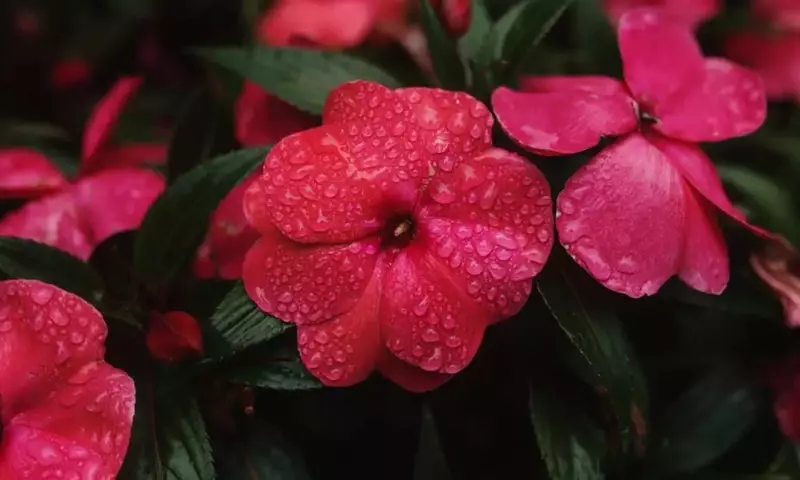 Guía Completa para el Cuidado Invernal de las Impatiens