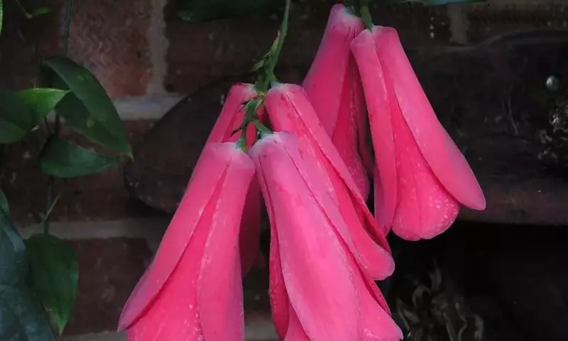 Guía Completa para Cultivar Copihue en Casa: La Elegancia de la Flor Nacional Chilena
