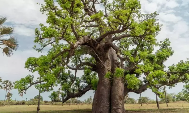Descubre el Baobab: Un Árbol Milenario y Cómo Cultivarlo en Casa