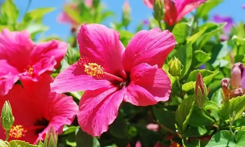 Guía Definitiva para el Cultivo Exitoso del Hibisco