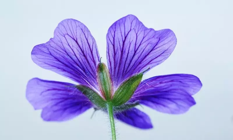 Guía Completa para el Cuidado y Cultivo de Violetas