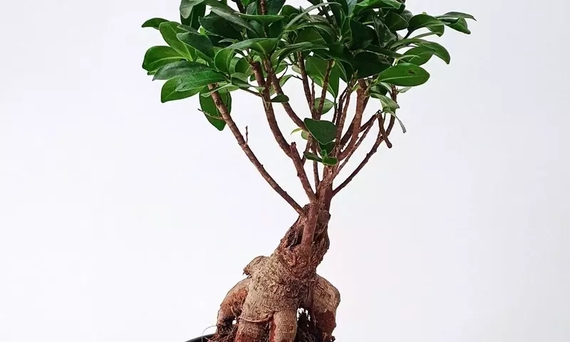 Dominando el Arte del Bonsái Ficus: Una Guía Completa para su Cuidado y Estilizado