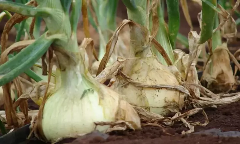 Guía Completa para el Cultivo y Cuidado de Cebollas en el Huerto