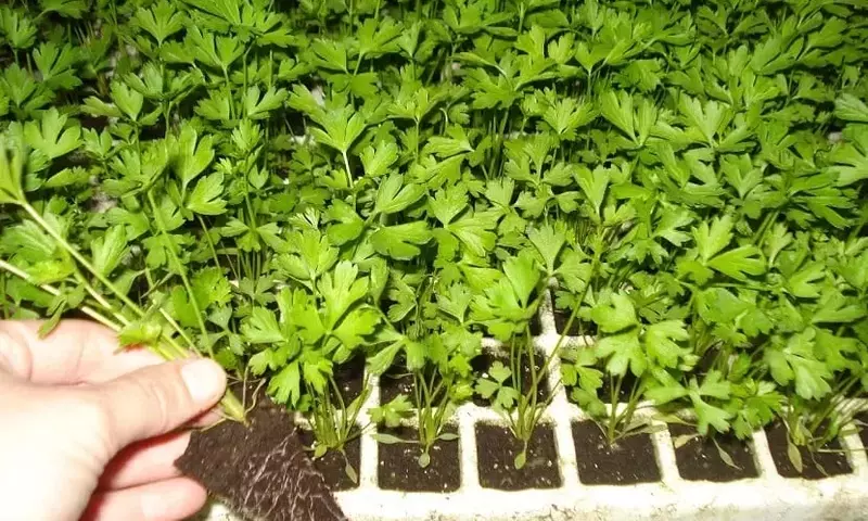 Dominando el Cultivo de Apio: Una Guía Esencial para Jardineros Audaces