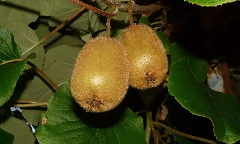 Cultivo de Kiwi: Guía Esencial para una Cosecha Exitosa
