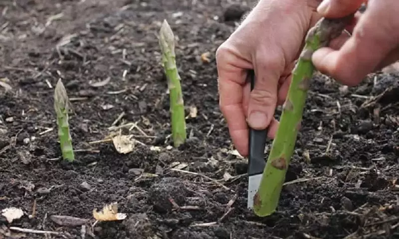 Guía Completa para el Cultivo Exitoso de Espárragos