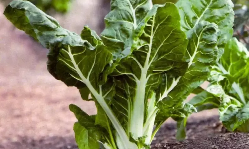 Cultivo Exitoso de Acelgas: Guía Completa para un Huerto Productivo