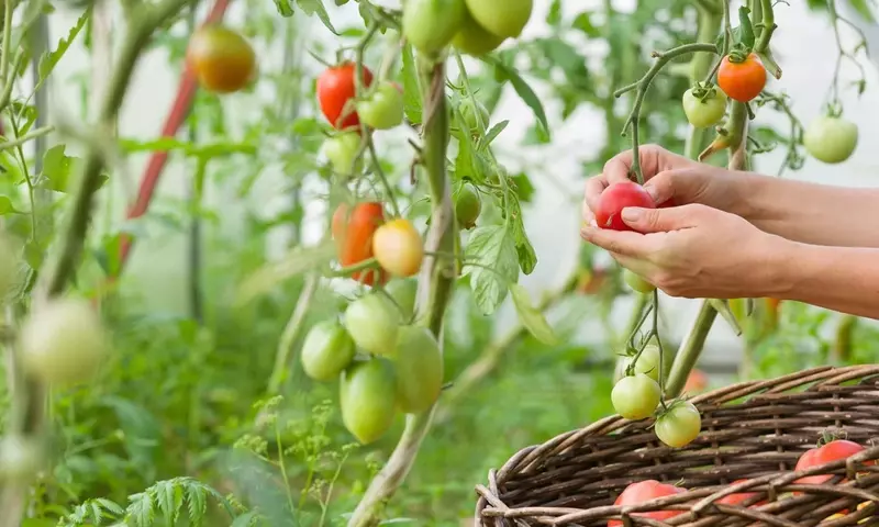 Guía Completa para el Cultivo Exitoso de Tomates en el Jardín