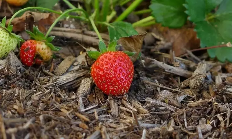 Guía Completa para el Cultivo Exitoso de Fresas de Raíz Desnuda