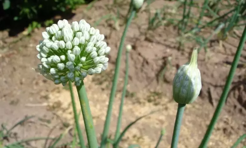 Descubriendo la Escalonia: Cultivo y Deleite Culinario