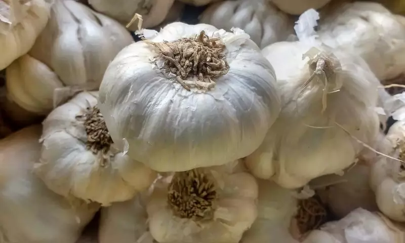 Estrategias para la Conservación Óptima del Ajo: Mantén su Frescura y Sabor por Más Tiempo