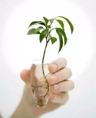 El Arte de Cultivar Plantas en Agua: Una Guía Completa para Jardineros Modernos