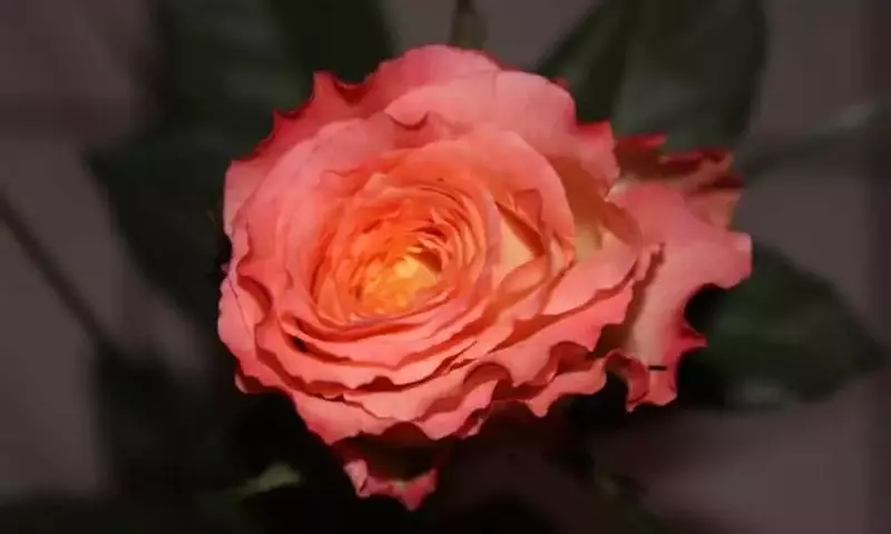 Cultivo y Propagación de Rosales: Una Guía Completa