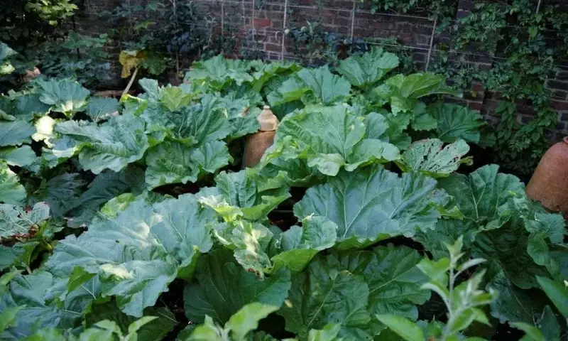 Guía Completa para el Cultivo Exitoso del Ruibarbo