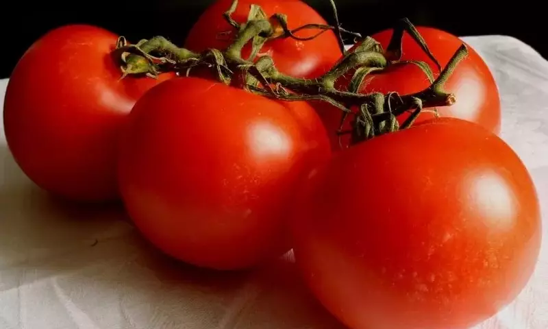 Guía Completa para el Cultivo de Tomates Orgánicos
