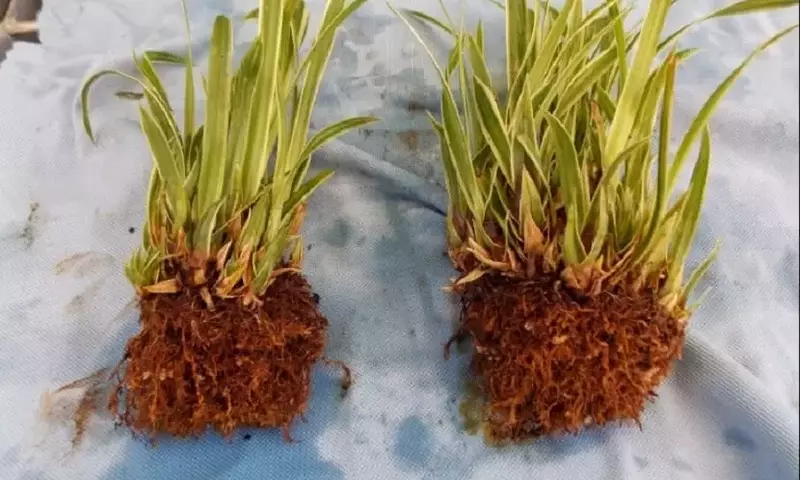 Guía Completa para la Propagación de Plantas por División