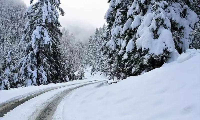 Guía para Seleccionar el Abeto Ideal esta Navidad