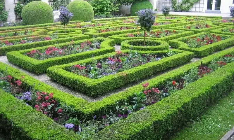Guía Definitiva para la Selección de Plantas para Setos en su Jardín