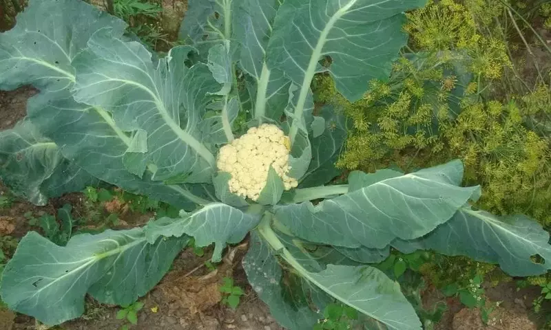 Cultivo Exitoso de Coliflor: Guía Completa para el Horticultor