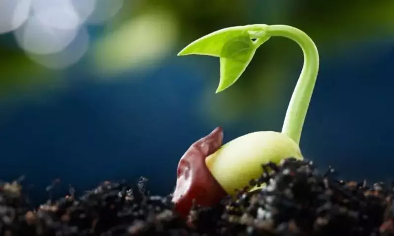 Estratificación de Semillas: Guía Completa para una Germinación Exitosa