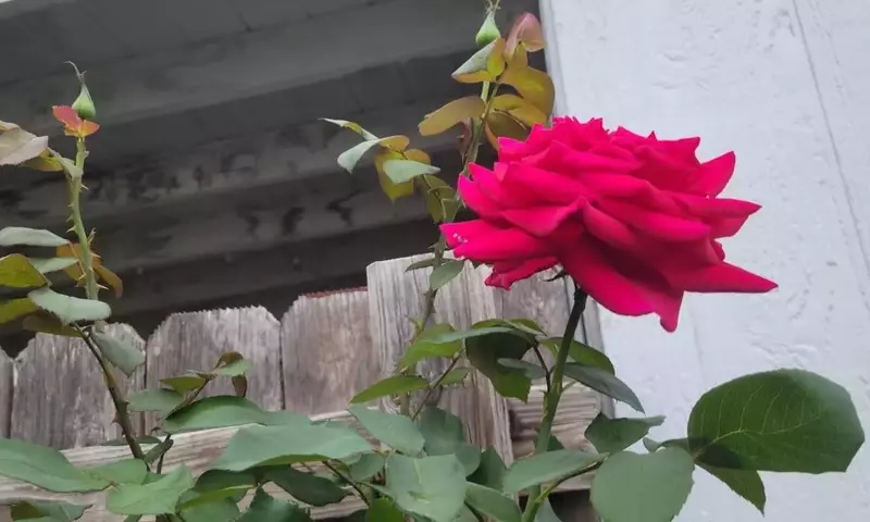 Guía Completa para el Cultivo de la Rosa 'Mister Lincoln'