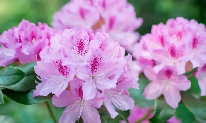 El Arte de Podar Rododendros: Guía Completa para un Jardín Vibrante