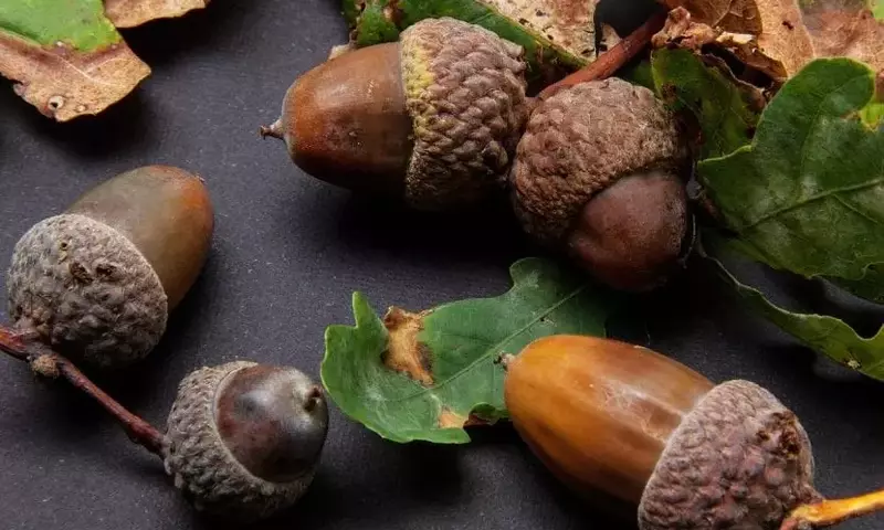 Todo sobre las Bellotas de Roble: Características y Siembra Exitosa