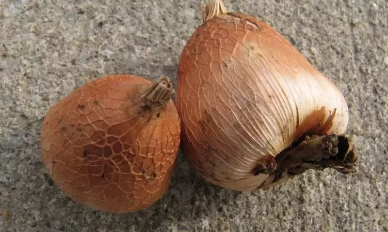 Cultivando Bulbos Florales en Macetas: Una Guía Completa para Jardineros Urbanos