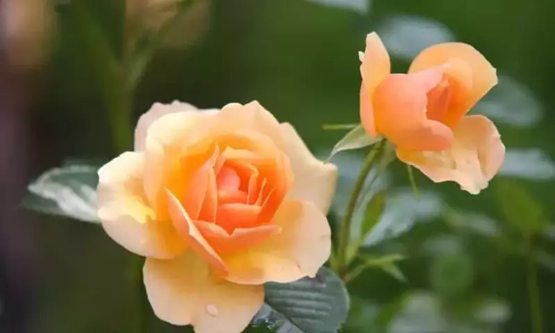 Gu￭a Esencial para la Fertilización Floral y una Floración Exuberante