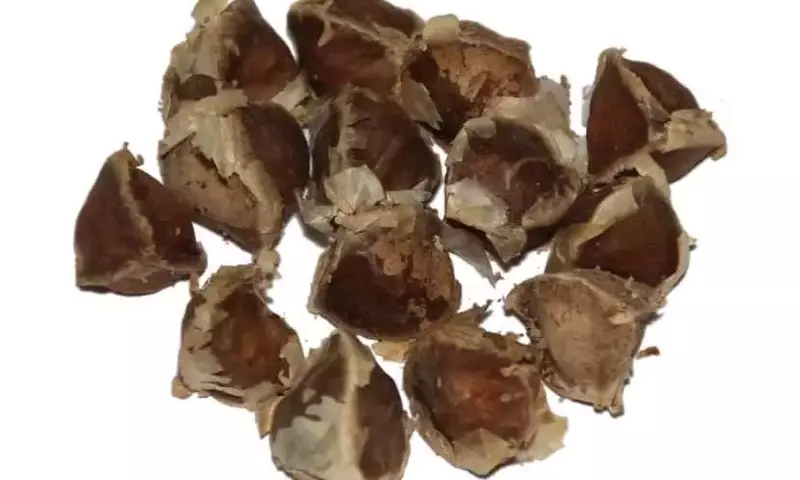 Dominando el Arte de la Germinación de Semillas para un Jardín Exitoso