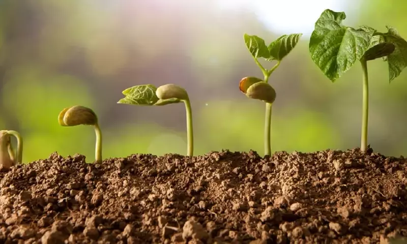 Guía Completa para la Germinación de Semillas en Papel Absorbente