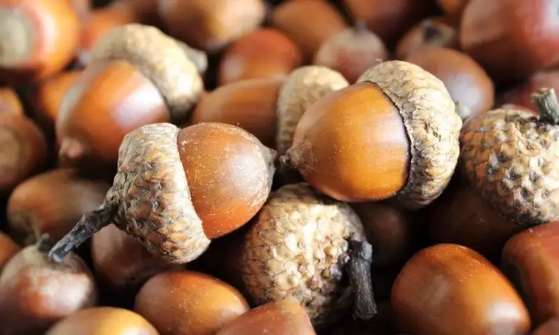 Guía Completa para la Germinación de Bellotas y el Cultivo de Robles