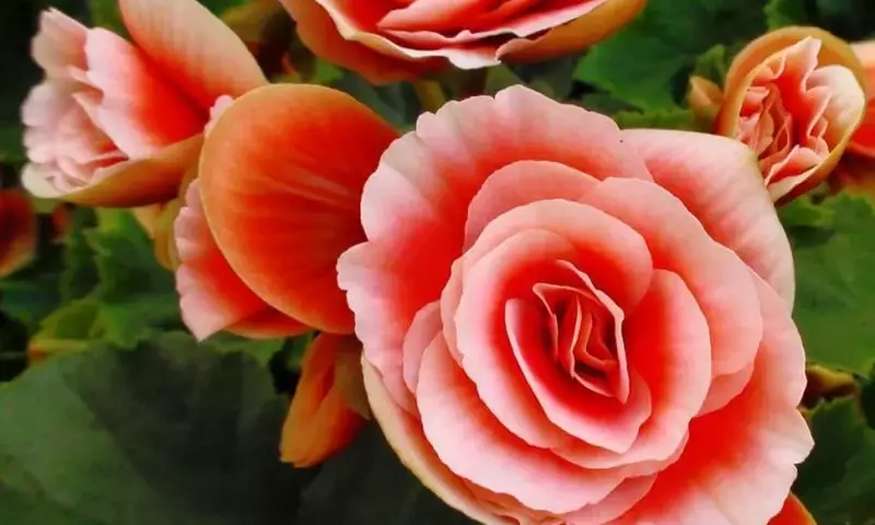 Domina el Arte del Cuidado de Plantas de Interior: Guía Completa para el Éxito Botánico