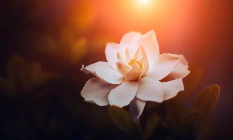 La Gardenia: Belleza, Fragancia y Cuidados Esenciales