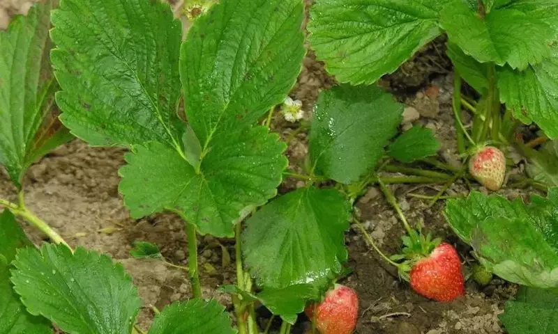 Todo lo que Necesitas Saber Sobre la Planta de Fresa