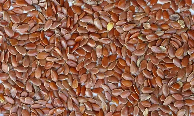 Guía Definitiva para la Germinación Exitosa de Semillas